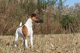 FOX TERRIER POIL LISSE 028